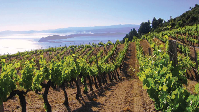 The-Greek-Wine-Experience-Kefalonia_vineyards