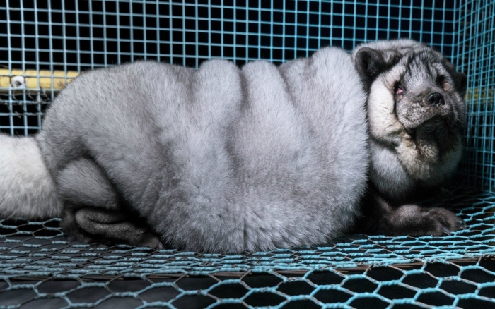 furs4