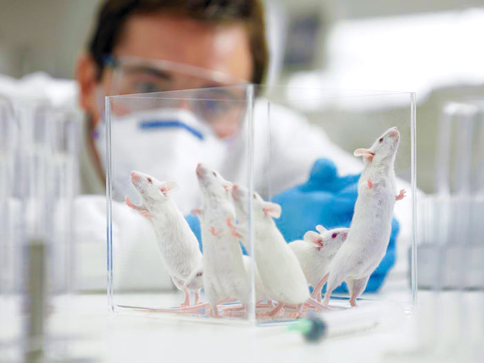 mice-laboratory
