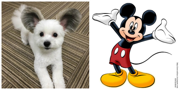 lifemagazinegr_mickey_mouse_dog_8