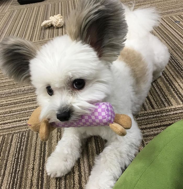 lifemagazinegr_miki_mouse_dog_2