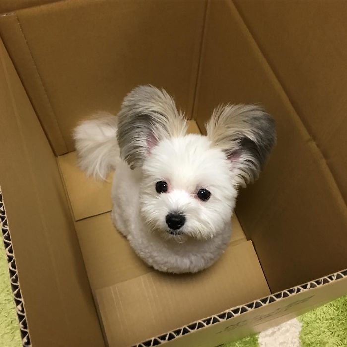 lifemagazinegr_miki_mouse_dog_7