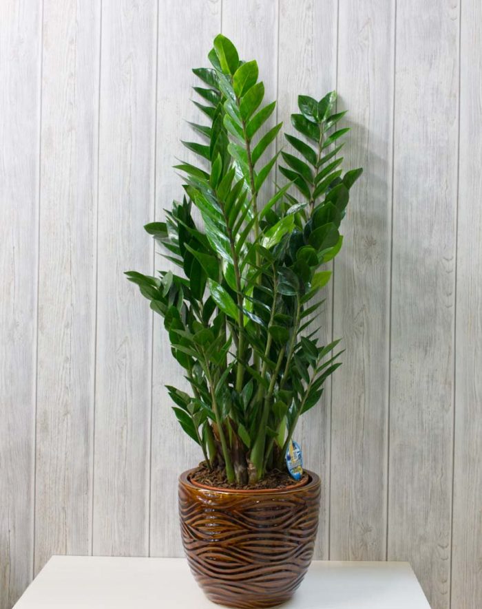zamia-megali-3