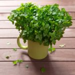lifemagazinegr_poia_fyta_dioxnoyn_ta_kounoupia (1)