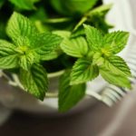 lifemagazinegr_poia_fyta_dioxnoyn_ta_kounoupia (3)
