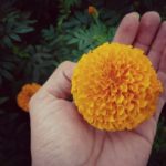 lifemagazinegr_poia_fyta_dioxnoyn_ta_kounoupia (5)