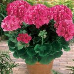 lifemagazinegr_poia_fyta_dioxnoyn_ta_kounoupia (7)