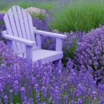 lifemagazinegr_poia_fyta_dioxnoyn_ta_kounoupia (8)